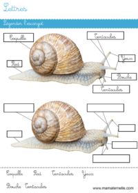 Grande section - Lettres : découper, coller, colorier