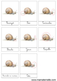 Activités - Coloriage : escargot