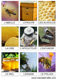 Activités - Cartes de nomenclature : Abeille