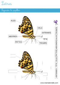 Moyenne section - Discrimination visuelle : associer par taille