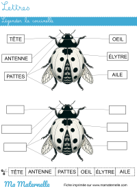 Moyenne section - Mathématiques : associer par taille