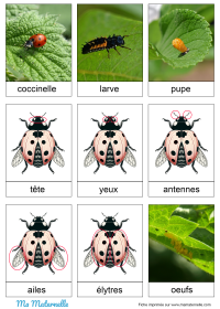 Activités - Cartes de nomenclature : Coccinelles